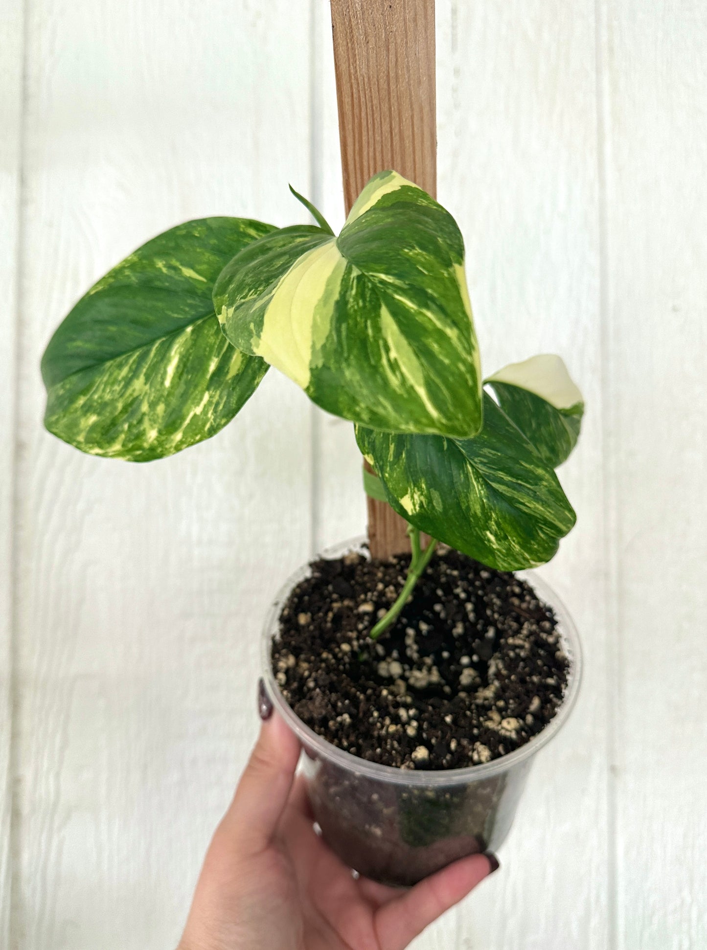 Monstera Lechleriana Albo