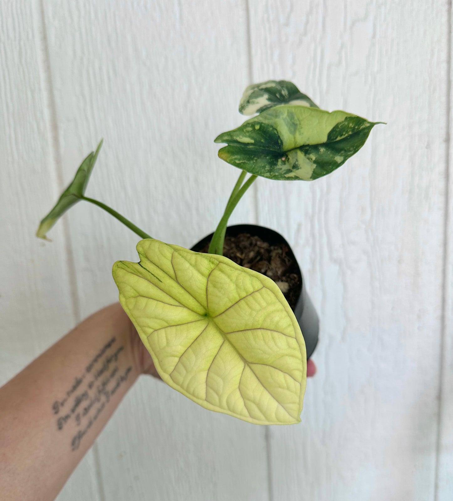 Alocasia Dragon Scale Variegated