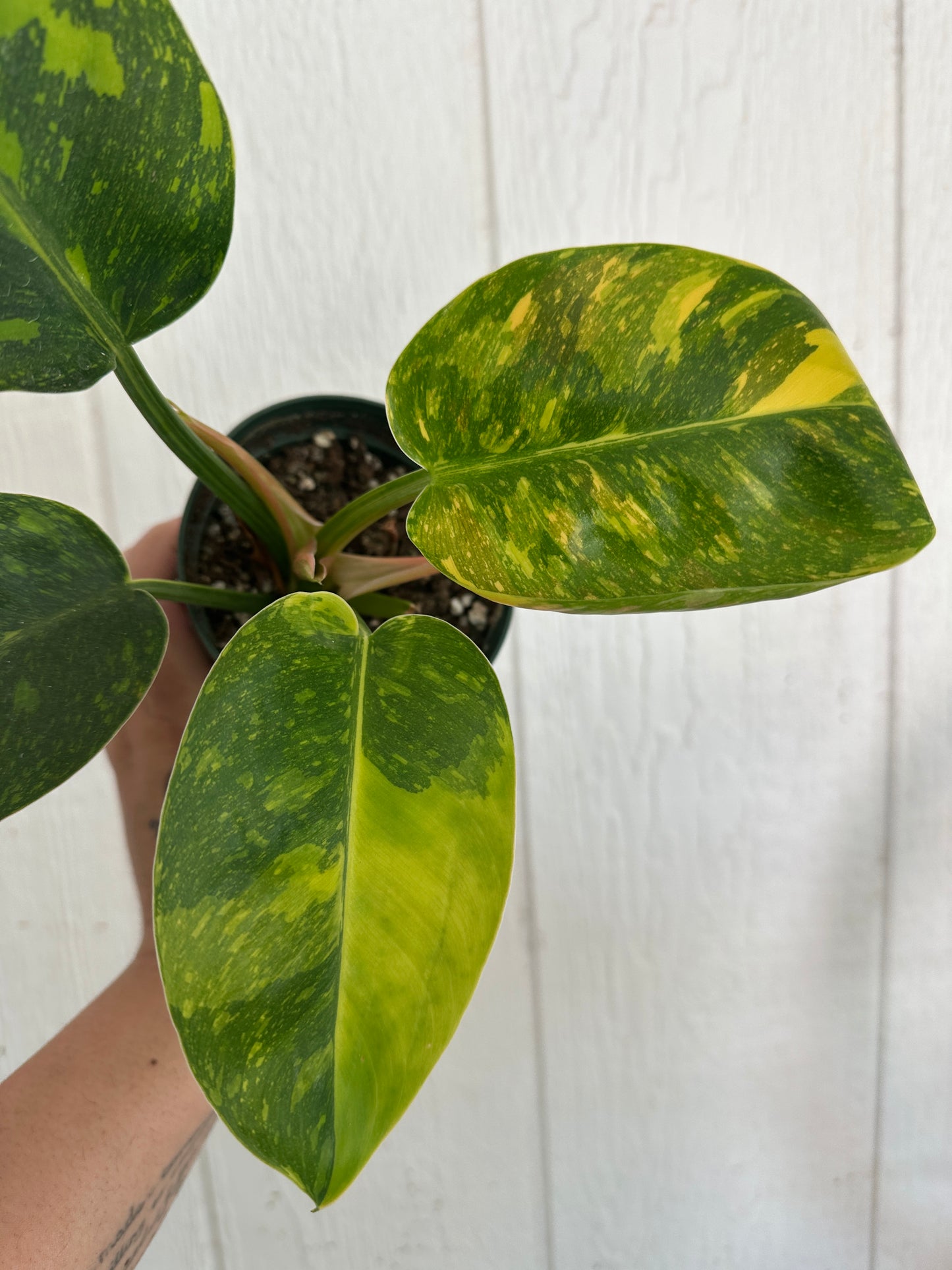 Philodendron Congo Nuclear