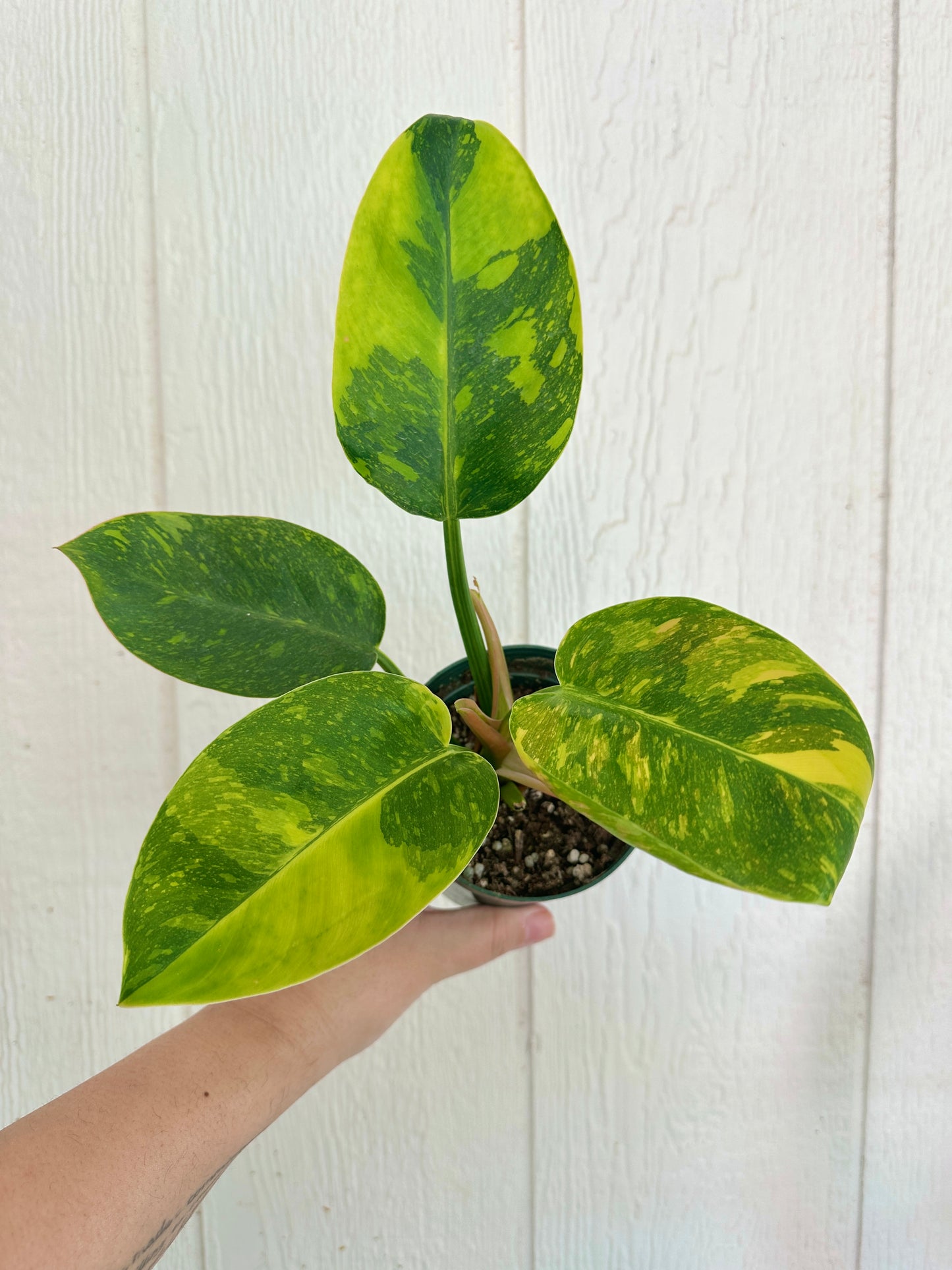 Philodendron Congo Nuclear