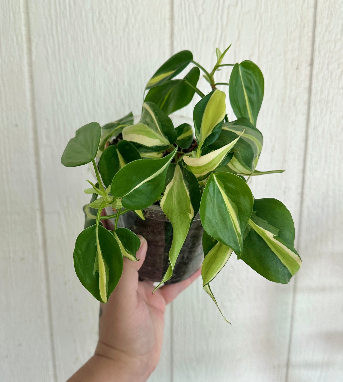 Philodendron Silver Stripe