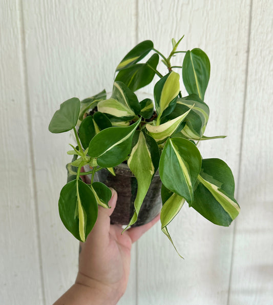 Philodendron Silver Stripe