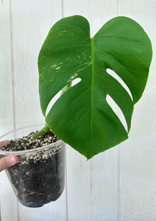 Monstera Albo