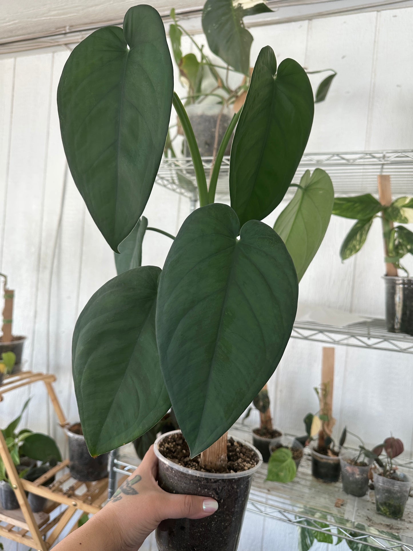 Ashley’s Purge Claims