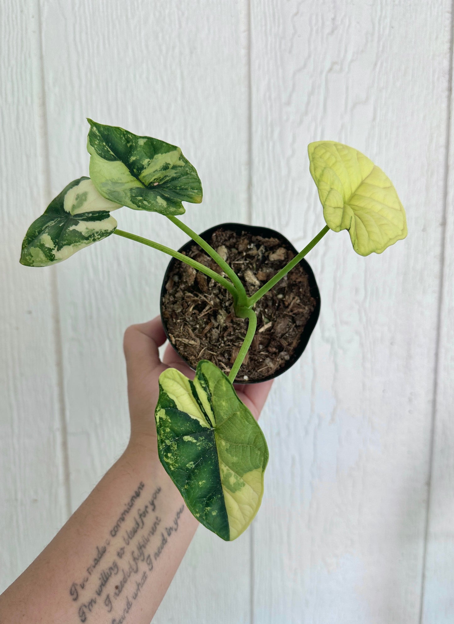 Alocasia Dragon Scale Variegated