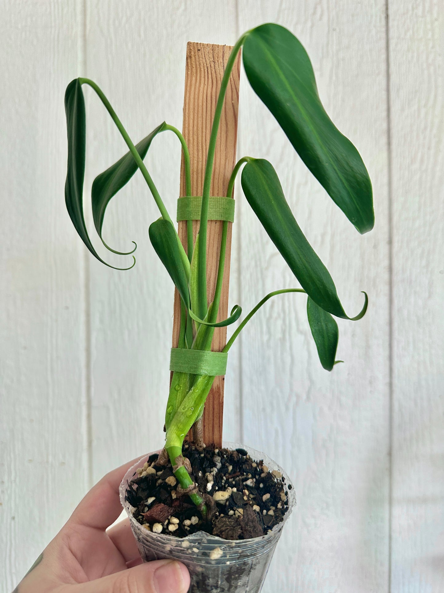 Burle Marx Flame Monstera