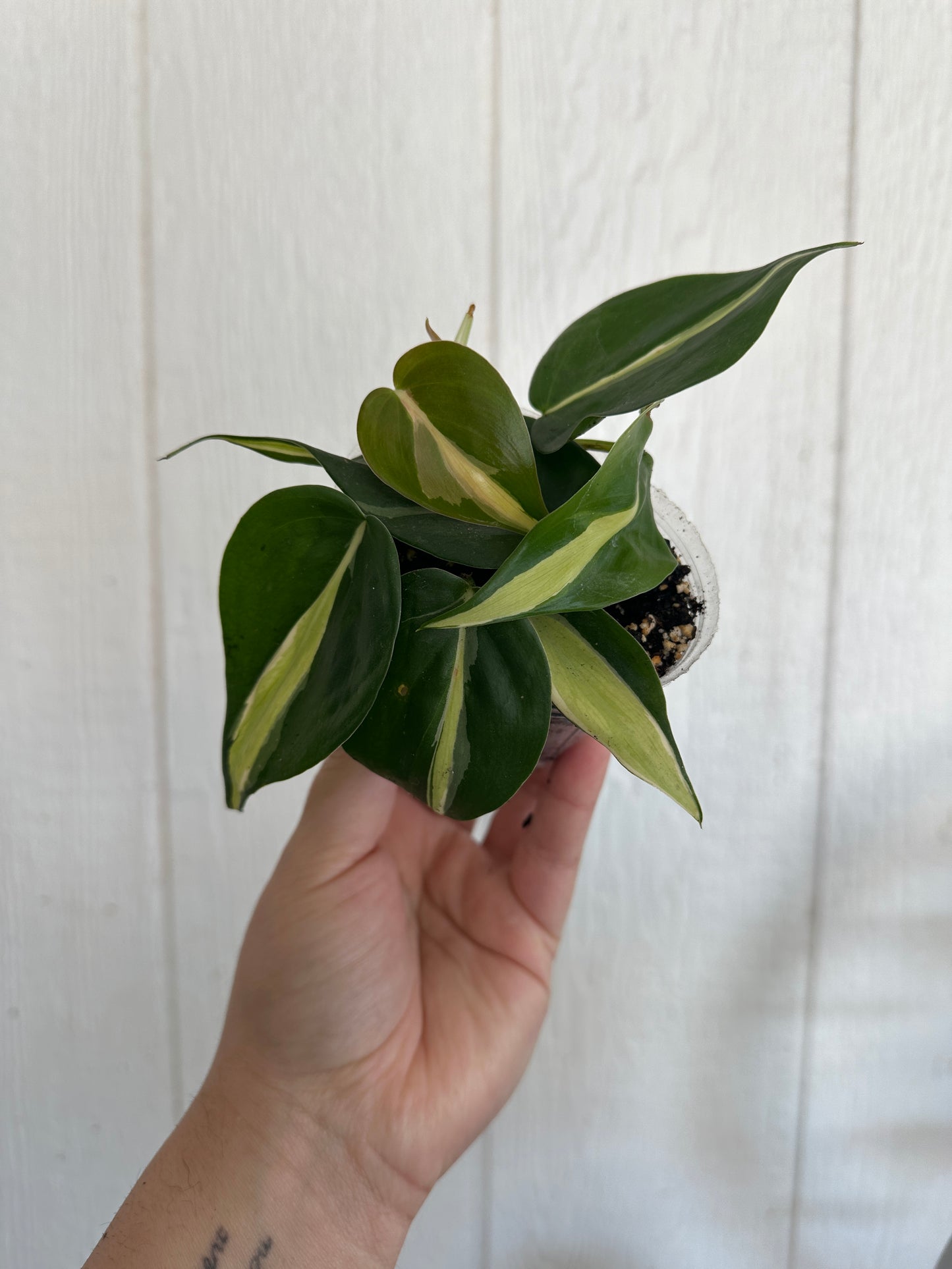 Ashley’s Purge Claims