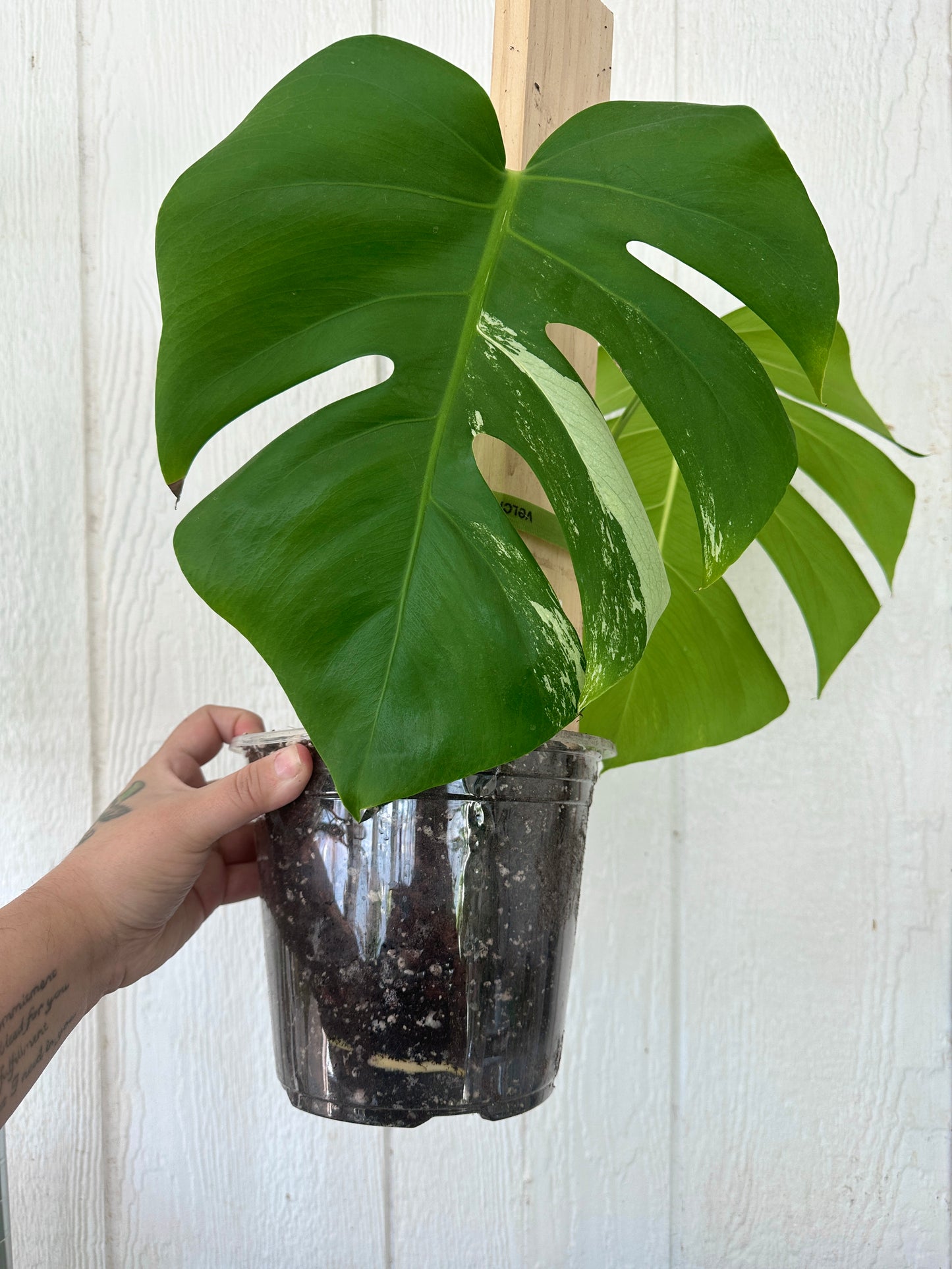 Monstera Albo