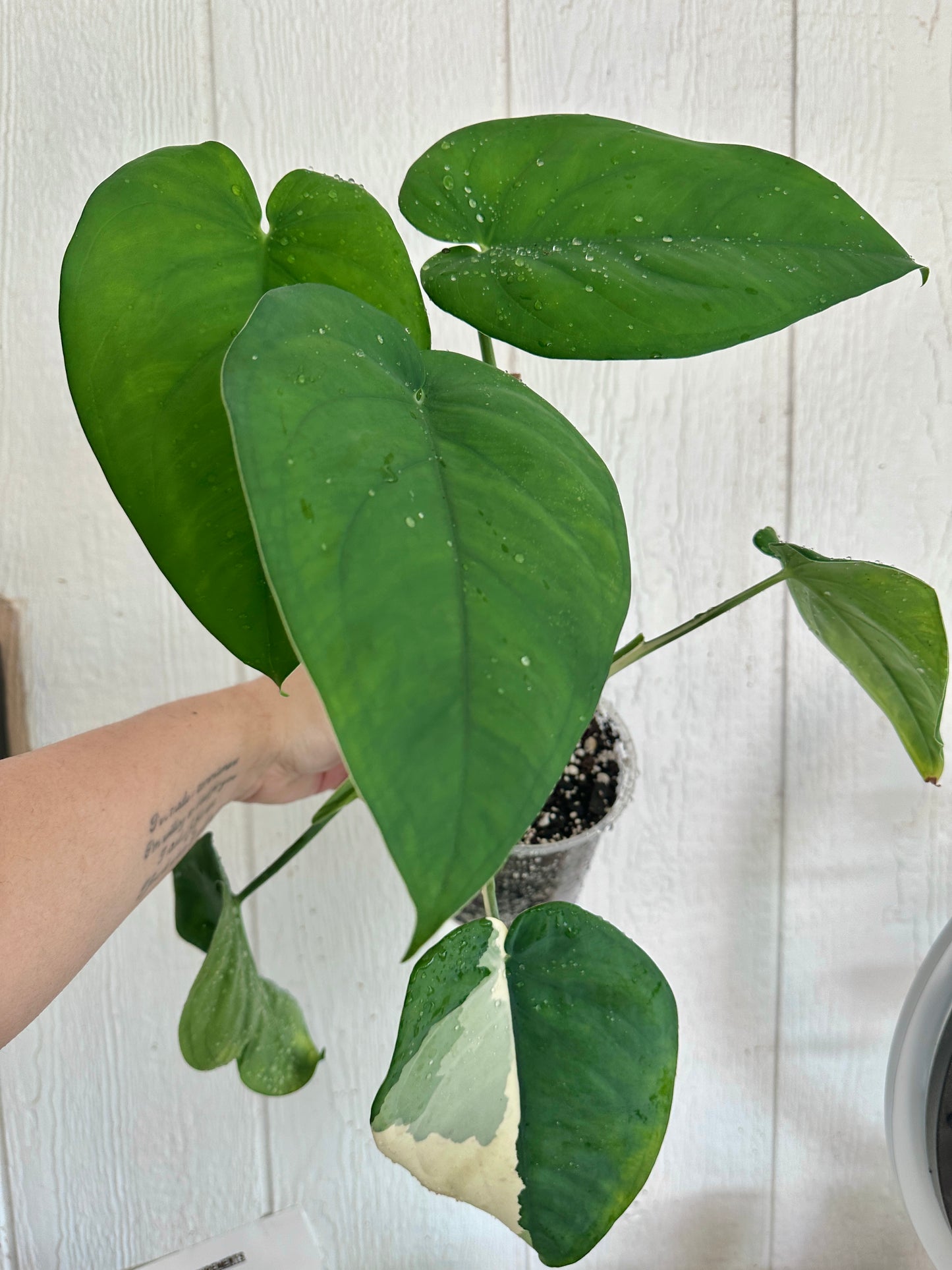 Syngonium Chiapense Albo