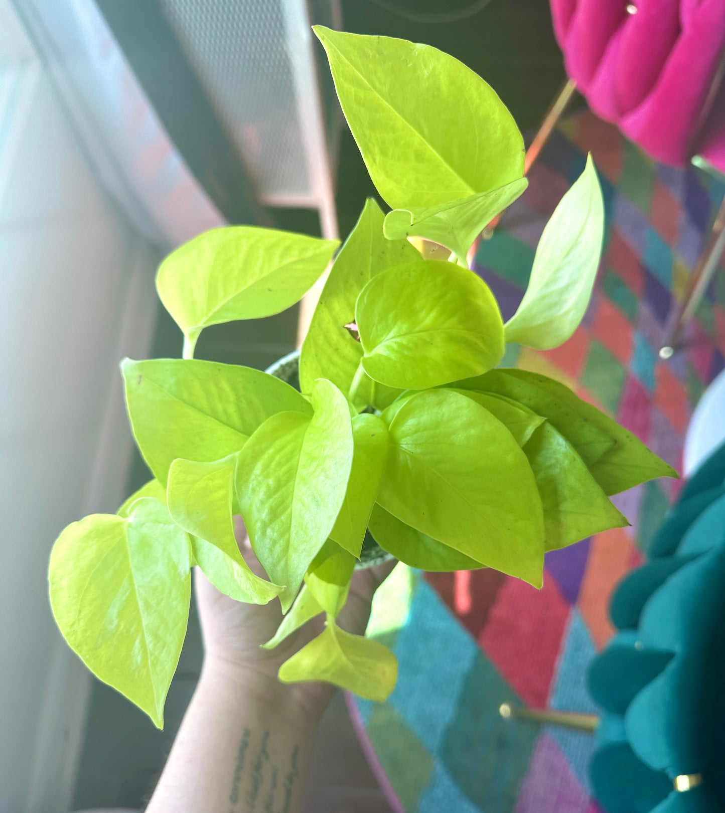 Neon Pothos