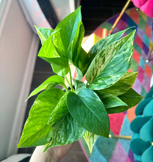 Pothos Marble Queen